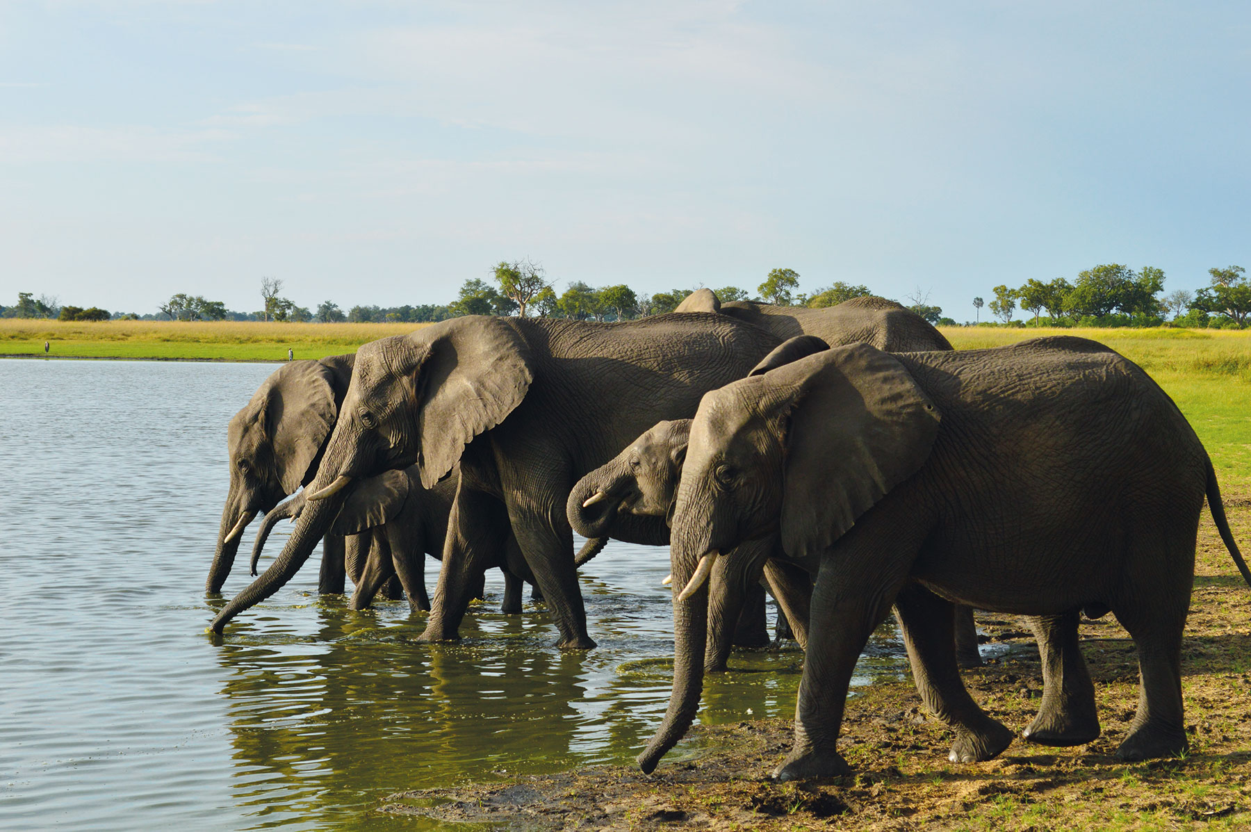 African elephants safari holiday